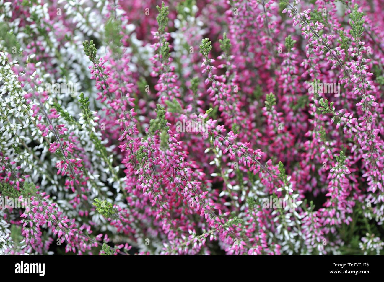 Winter Heath - Darley Dale Heath - Kramer's Red - hybrid between Erica herbacea and Erica erigena flowering during the winter Stock Photo