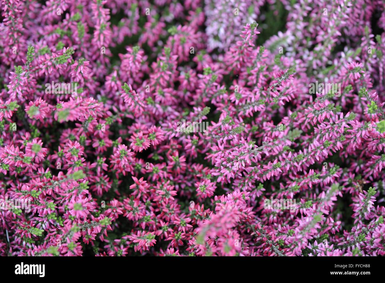 Winter Heath - Darley Dale Heath - Kramer's Red - hybrid between Erica herbacea and Erica erigena flowering during the winter Stock Photo