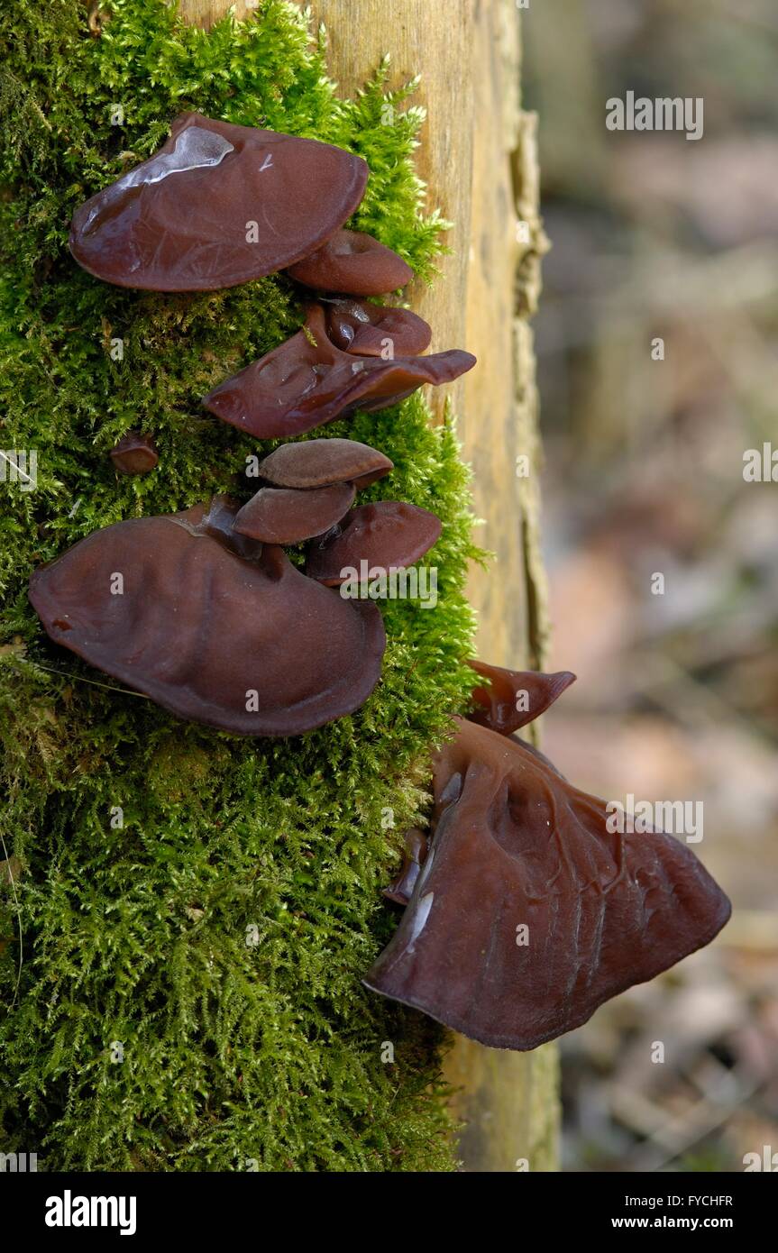 Jew's Ear - Wood Ear - Jelly Ear (Auricularia auricula judae - Hirneola auricula judae) growing on an elder trunk Stock Photo