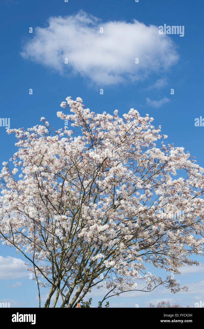 Amelanchier laevis. Allegheny serviceberry / Juneberry tree in flower against a blue sky Stock Photo