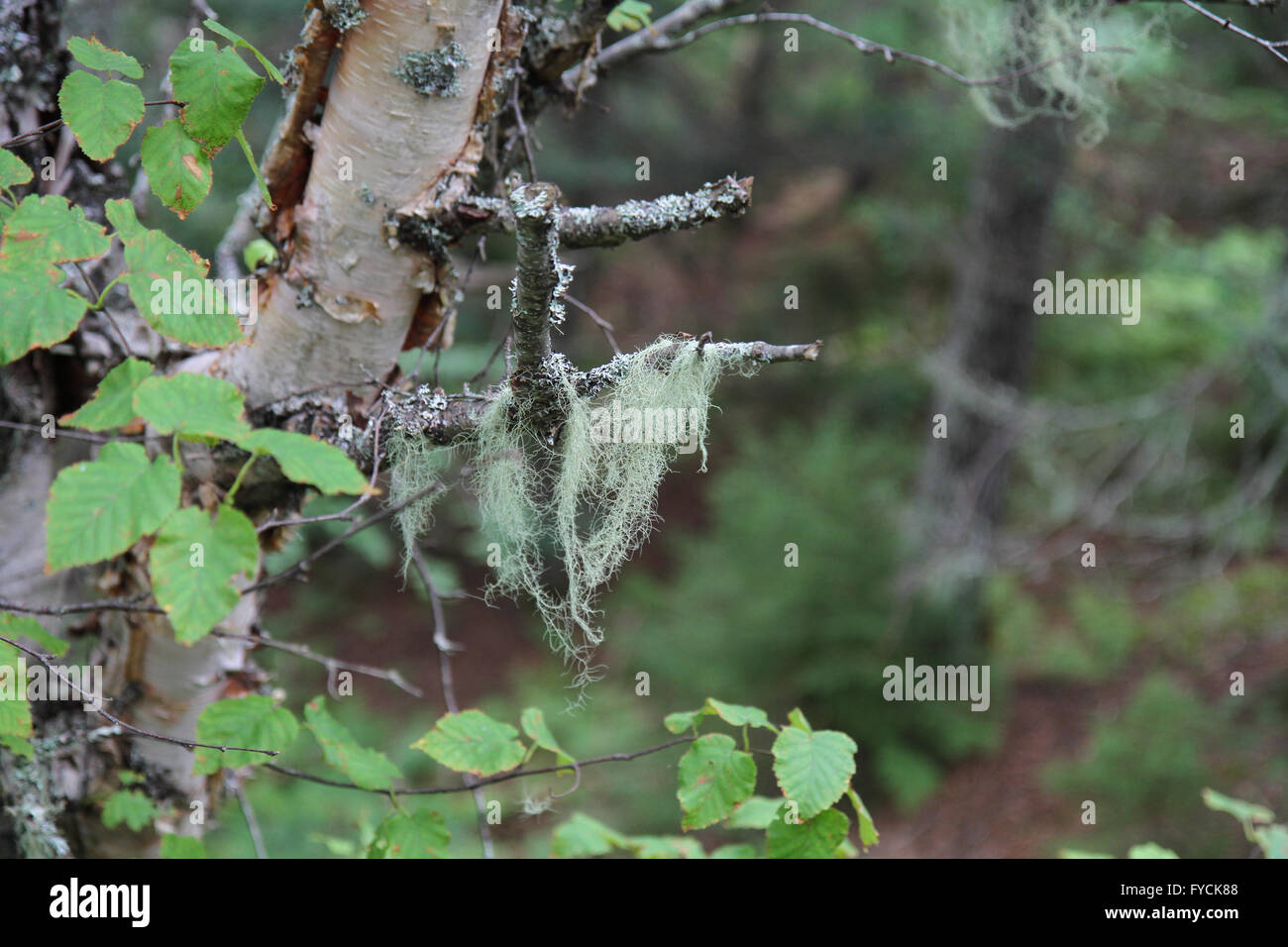 old man's beard, or beard lichen in a Canadian forest Stock Photo