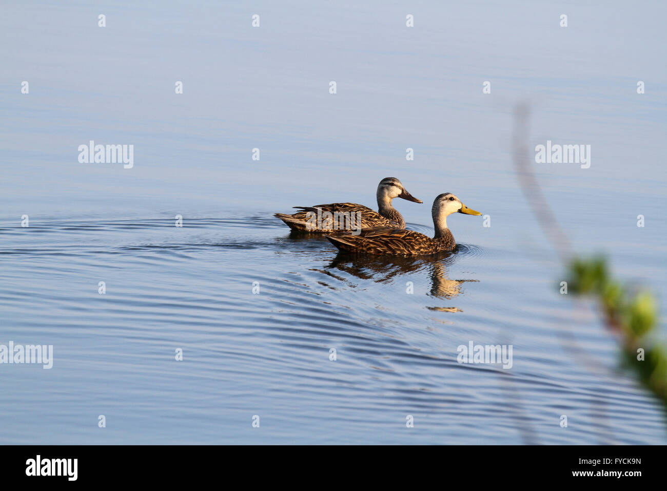 Two Ducks Stock Photo