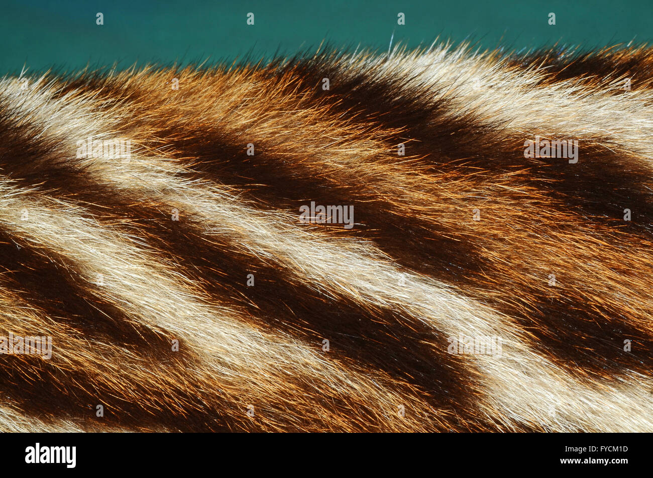 tiger fur background Stock Photo