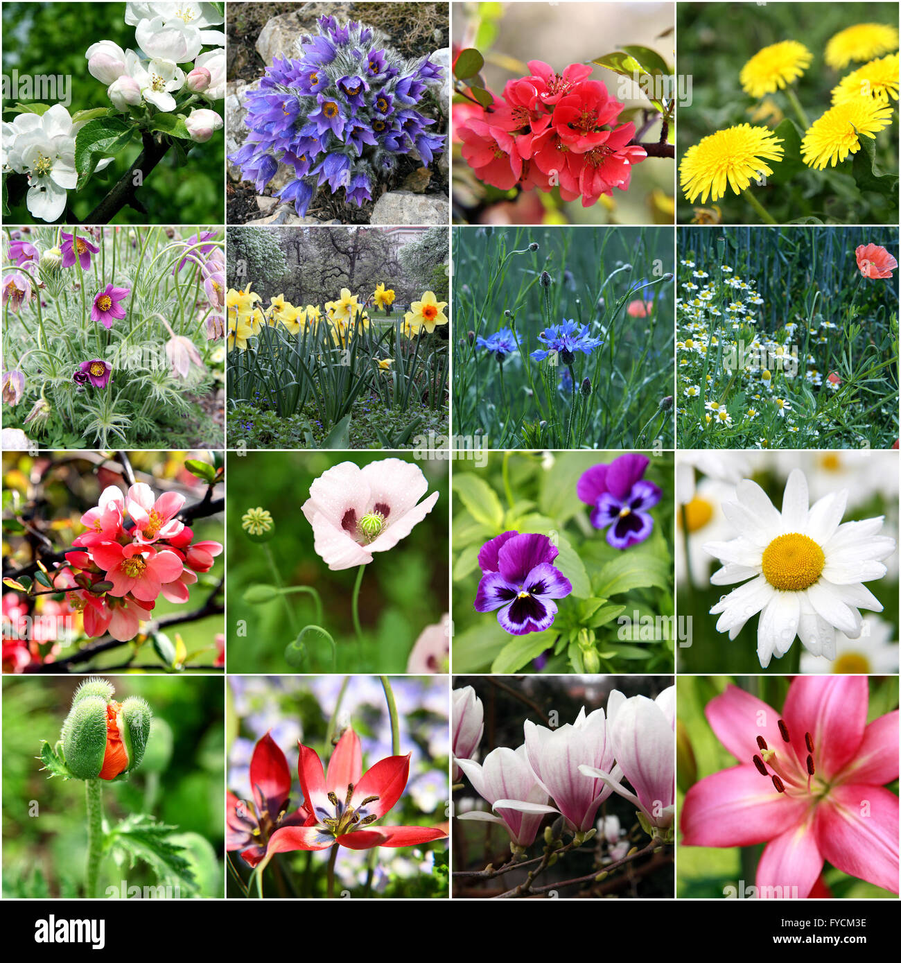 Spring collage Stock Photo