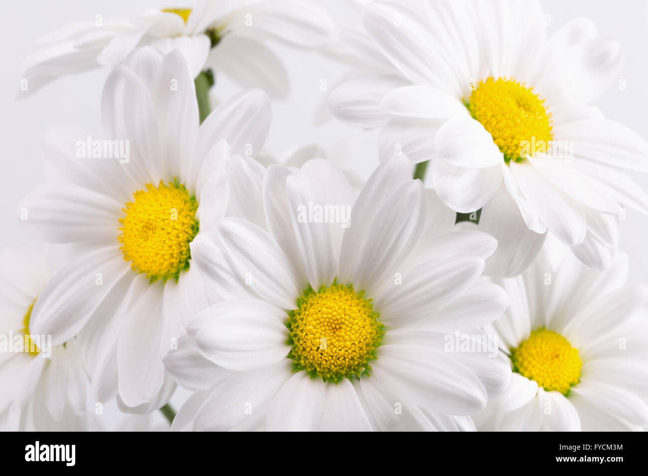 close up of daisies. Stock Photo