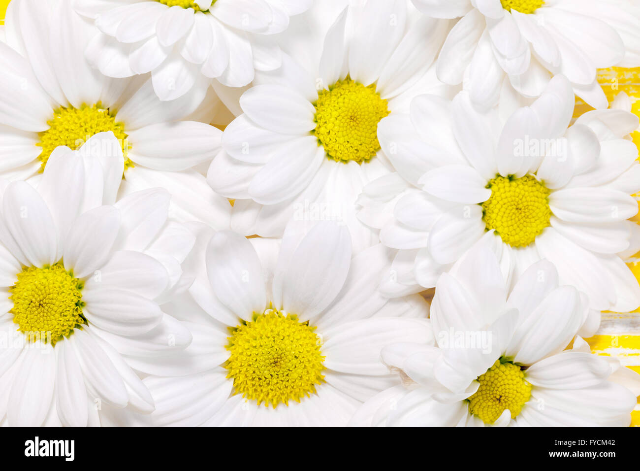 close up of daisies. Stock Photo