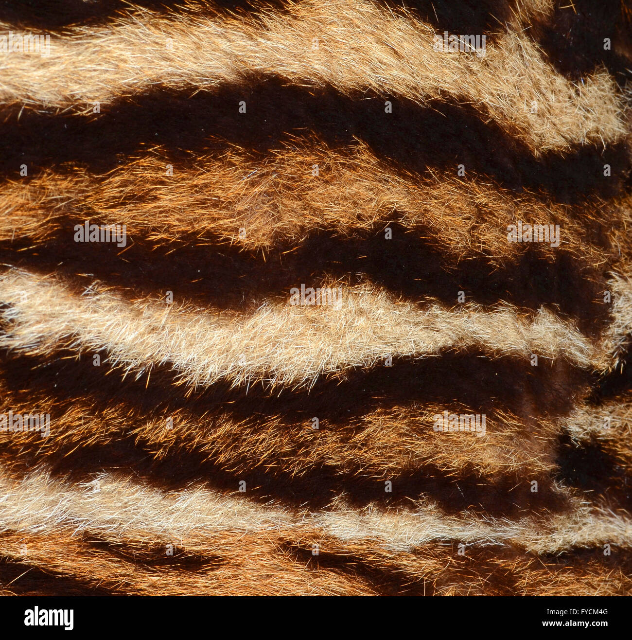 Siberian tiger fur Stock Photo
