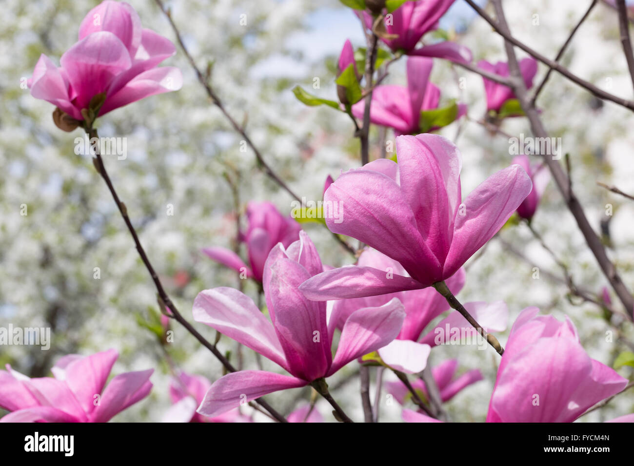 close up of magnolia flowers. Stock Photo