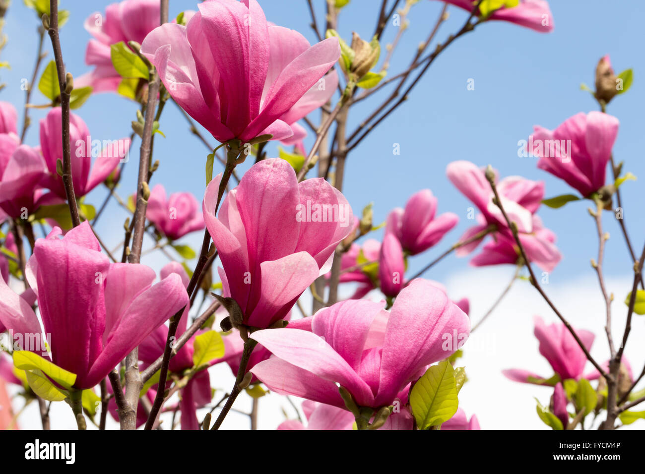 magnolia flowers on the sky background. Stock Photo
