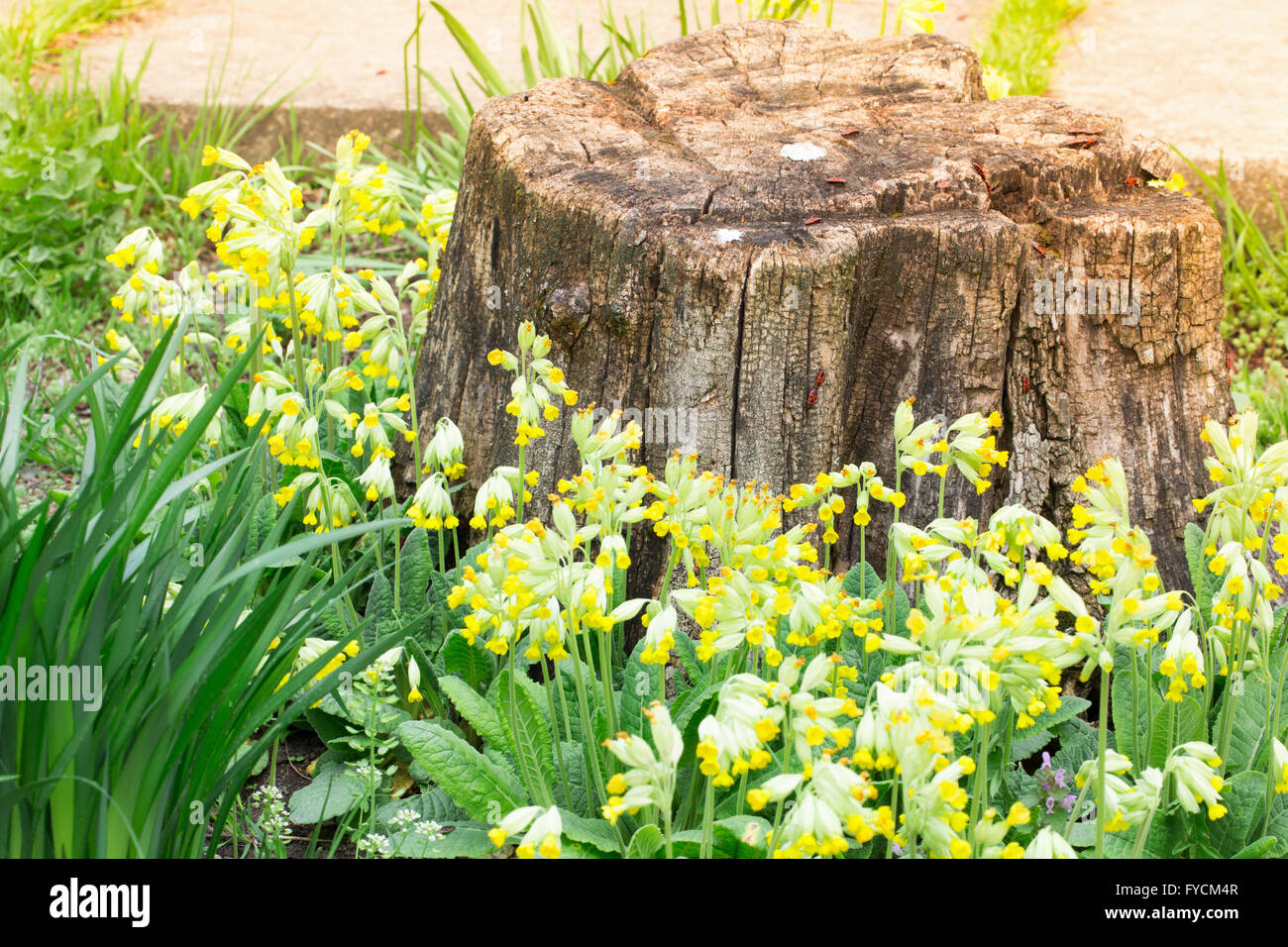 old stump in white flowers. Stock Photo