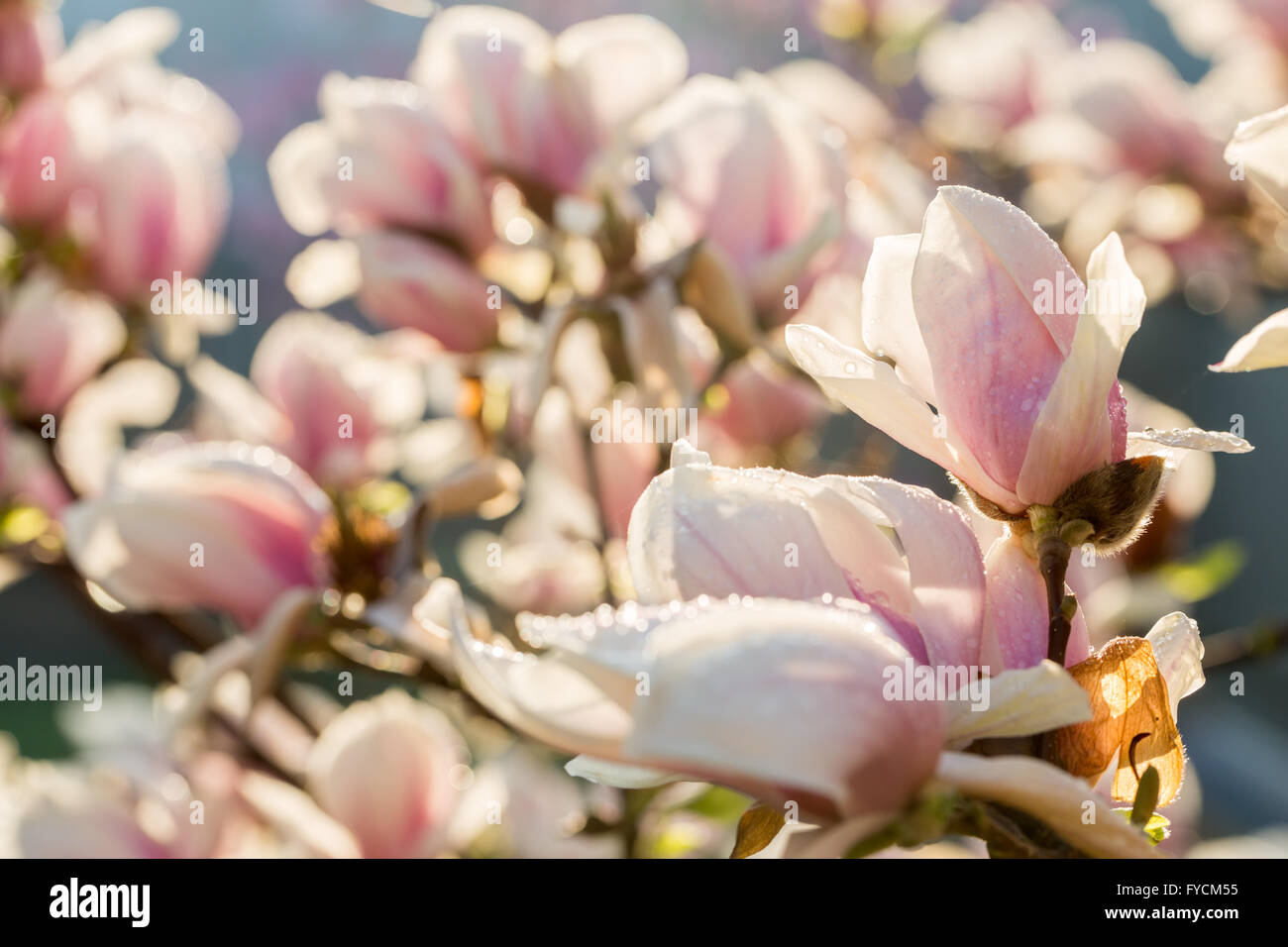 Magnolia up close hi-res stock photography and images - Alamy