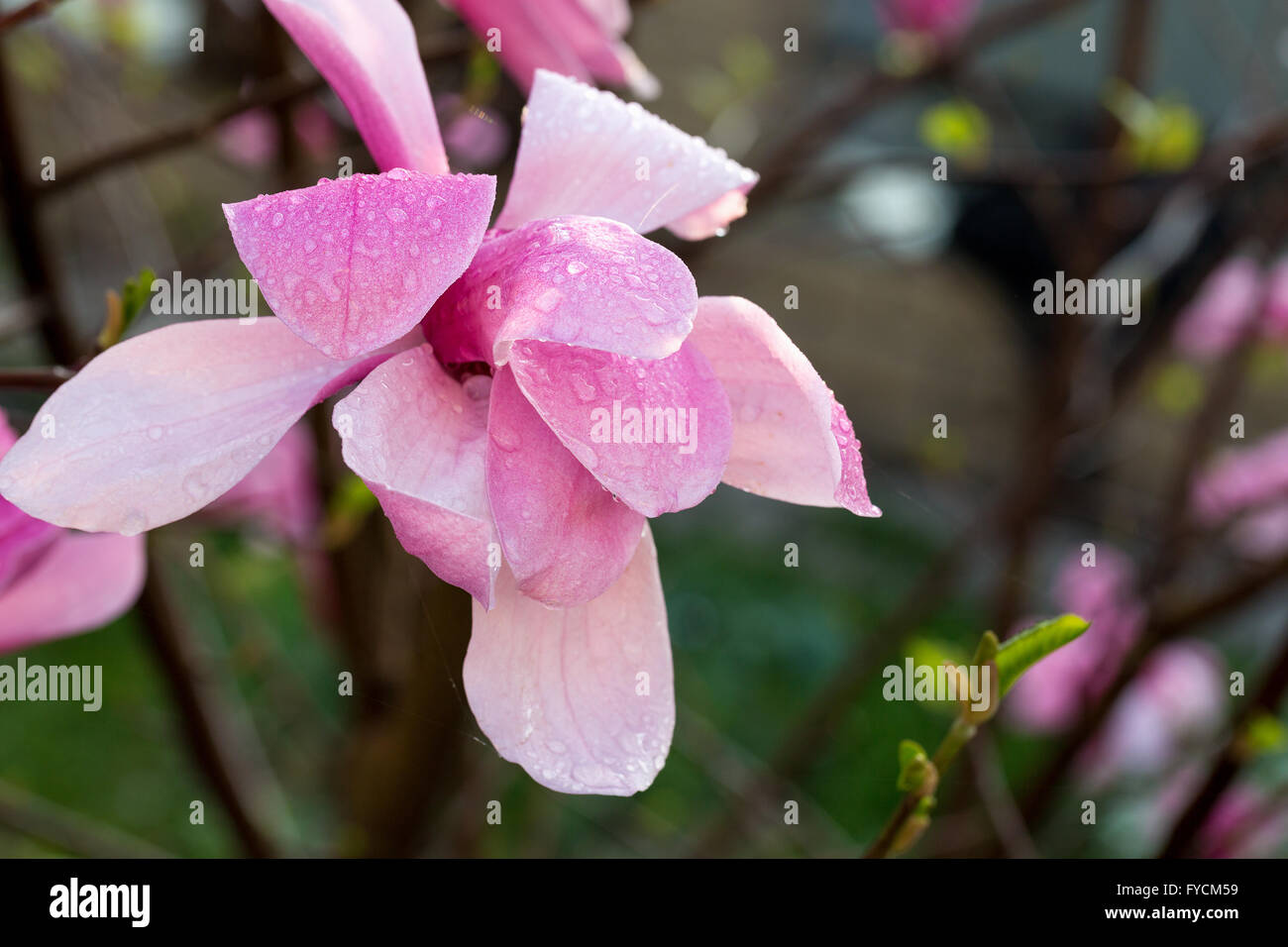 White magnolia flowers close hi-res stock photography and images - Alamy