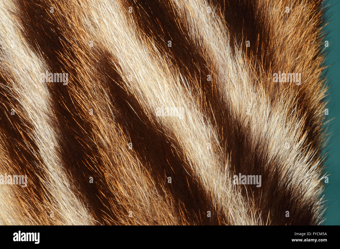 tiger fur Stock Photo