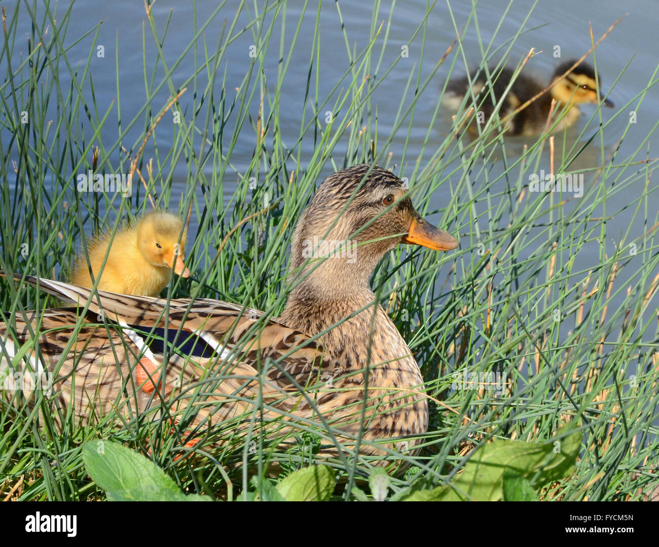 mother duck and ducklings Stock Photo