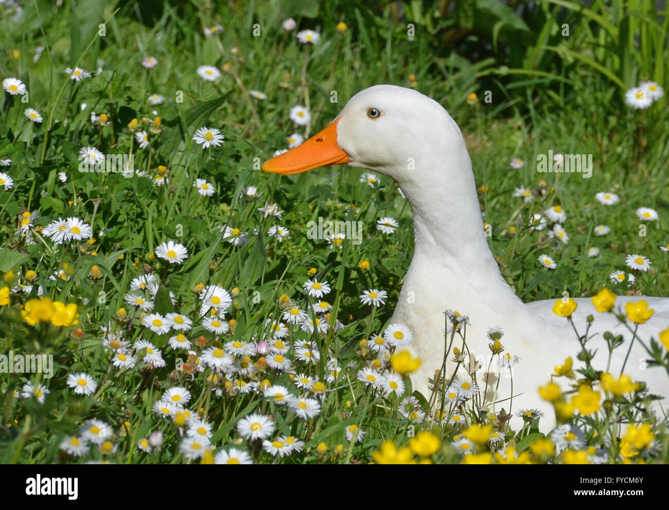 white duck in spring Stock Photo