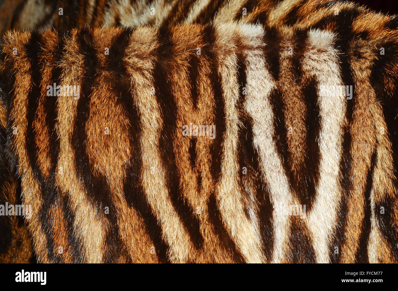 tiger fur Stock Photo