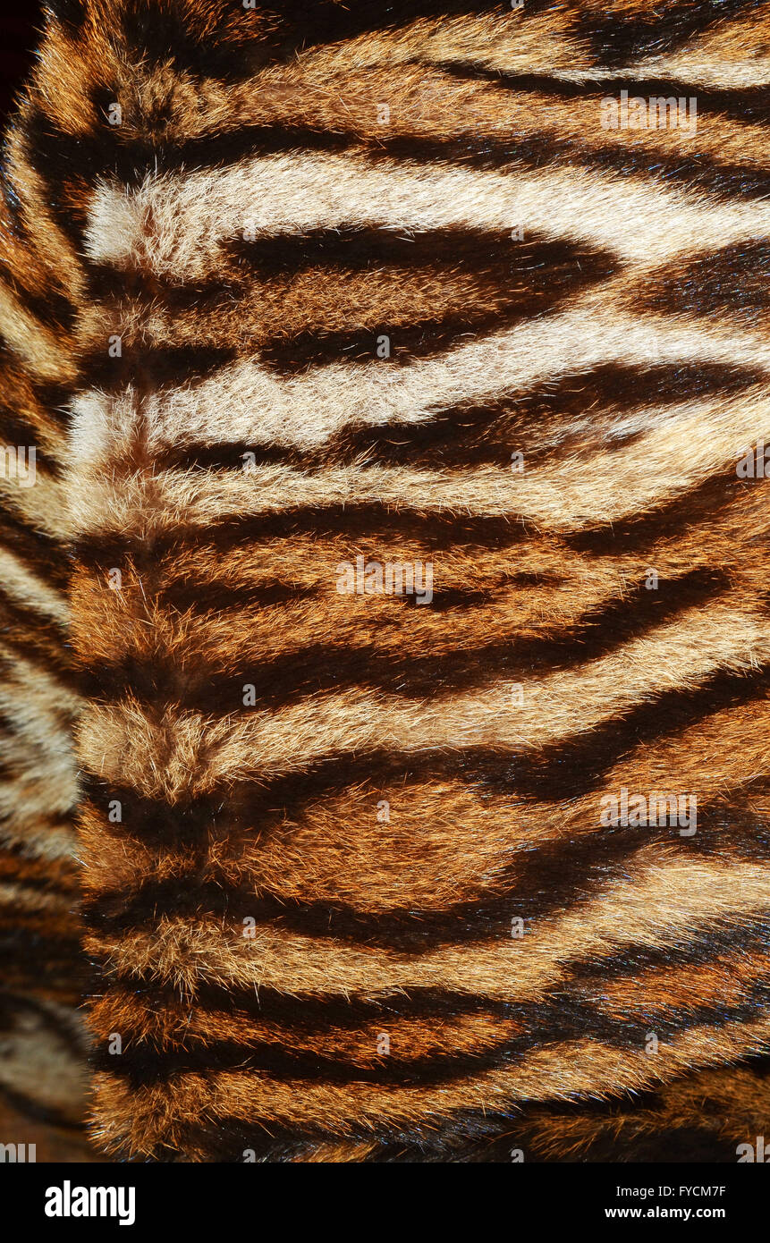 siberian tiger background texture Stock Photo
