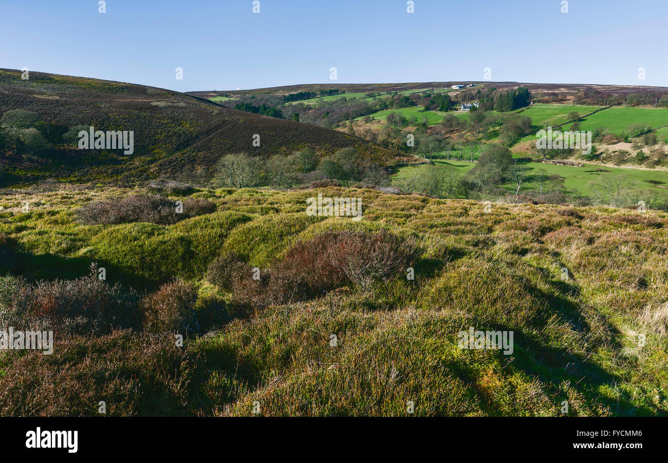 . North York Moors National Park on a sunny morning with view of rolling landscape and heather, and trees near Westerdale. Stock Photo