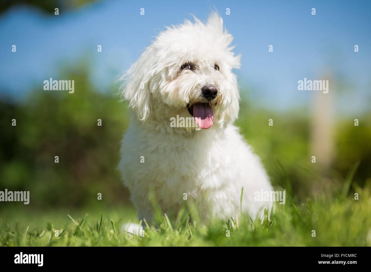 Small White Long Haired Dog Portrait Coton De Tulear Stock Photo
