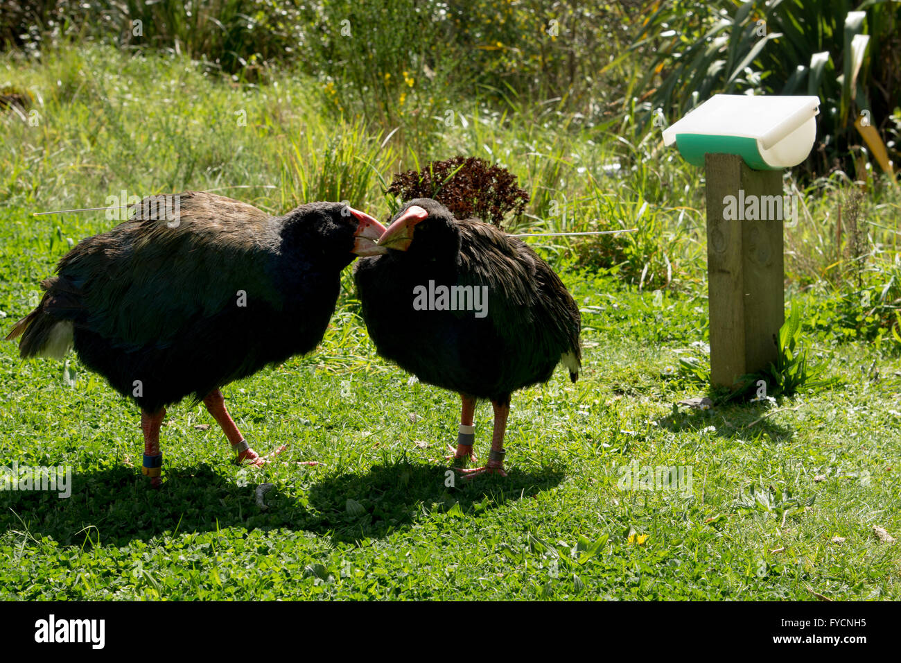 Courtship display by an old Takahe couple, which are highly endangered birds in New Zealand. Stock Photo