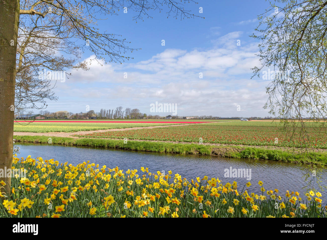 Spring time in The Netherlands: Flat countryside and view on flowering bulb fields from Keukenhof, in Lisse, South Holland. Stock Photo