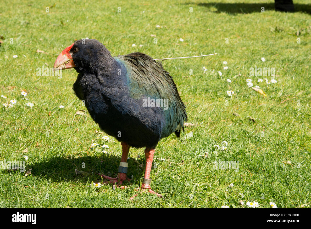 The takahe (Porphyrio hochstetteri) is a flightless but not wingless bird indigenous to New Zealand and highly endangered. Stock Photo