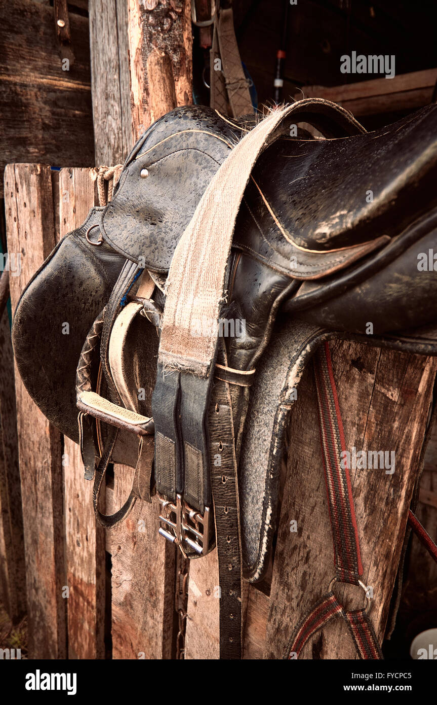 Horse harness Stock Photo - Alamy