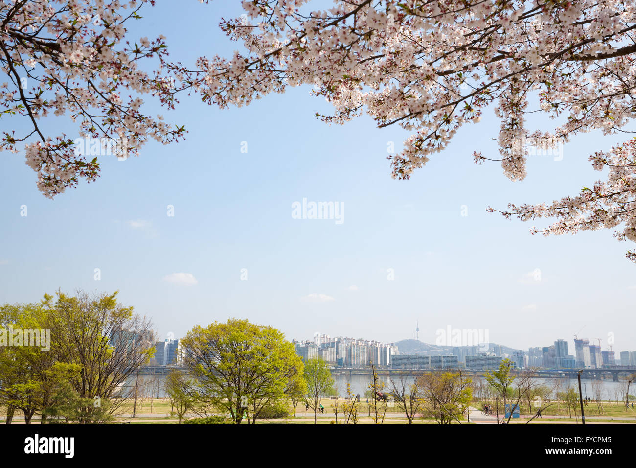 View of Hangang Park with cherry blossom, Seoul Stock Photo