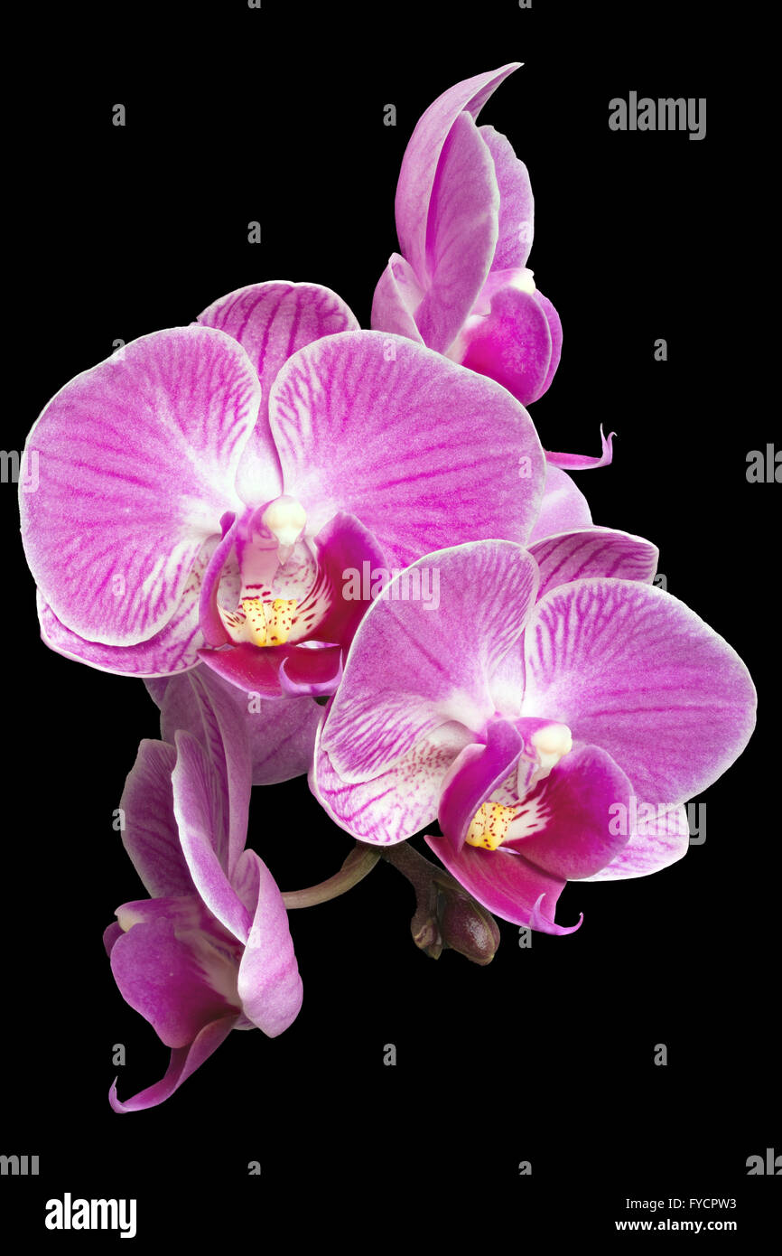 Focus Stacking Photo of Purple Orchids Isolated on Black Background Stock Photo