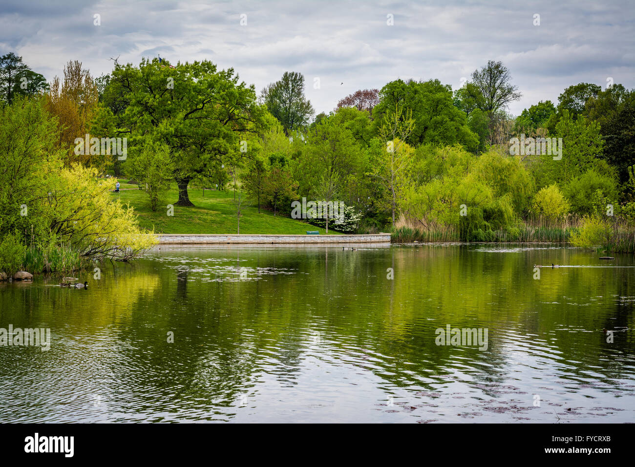 Spring color at the lake at Patterson Park, in Baltimore, Maryland. Stock Photo