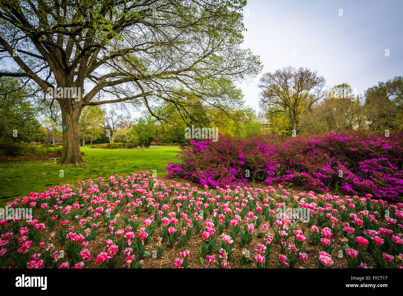 Tulips at Sherwood Gardens Park, in Baltimore, Maryland Stock Photo Alamy