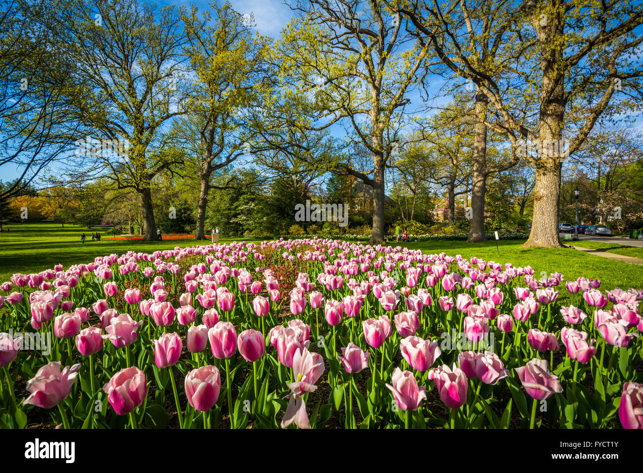 Tulips At Sherwood Gardens Park In Baltimore Maryland Stock
