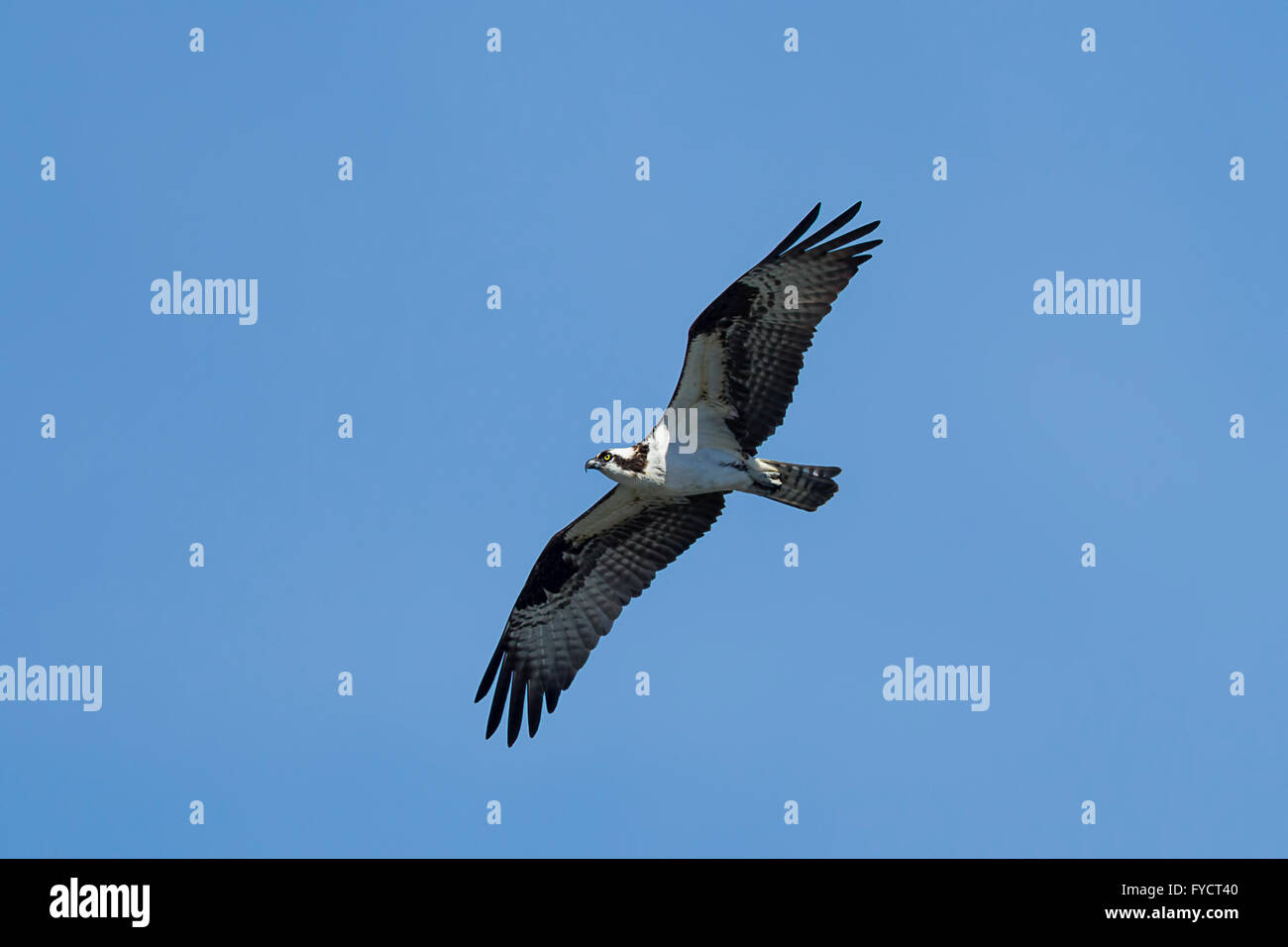 Osprey soaring high in blue sky Stock Photo - Alamy