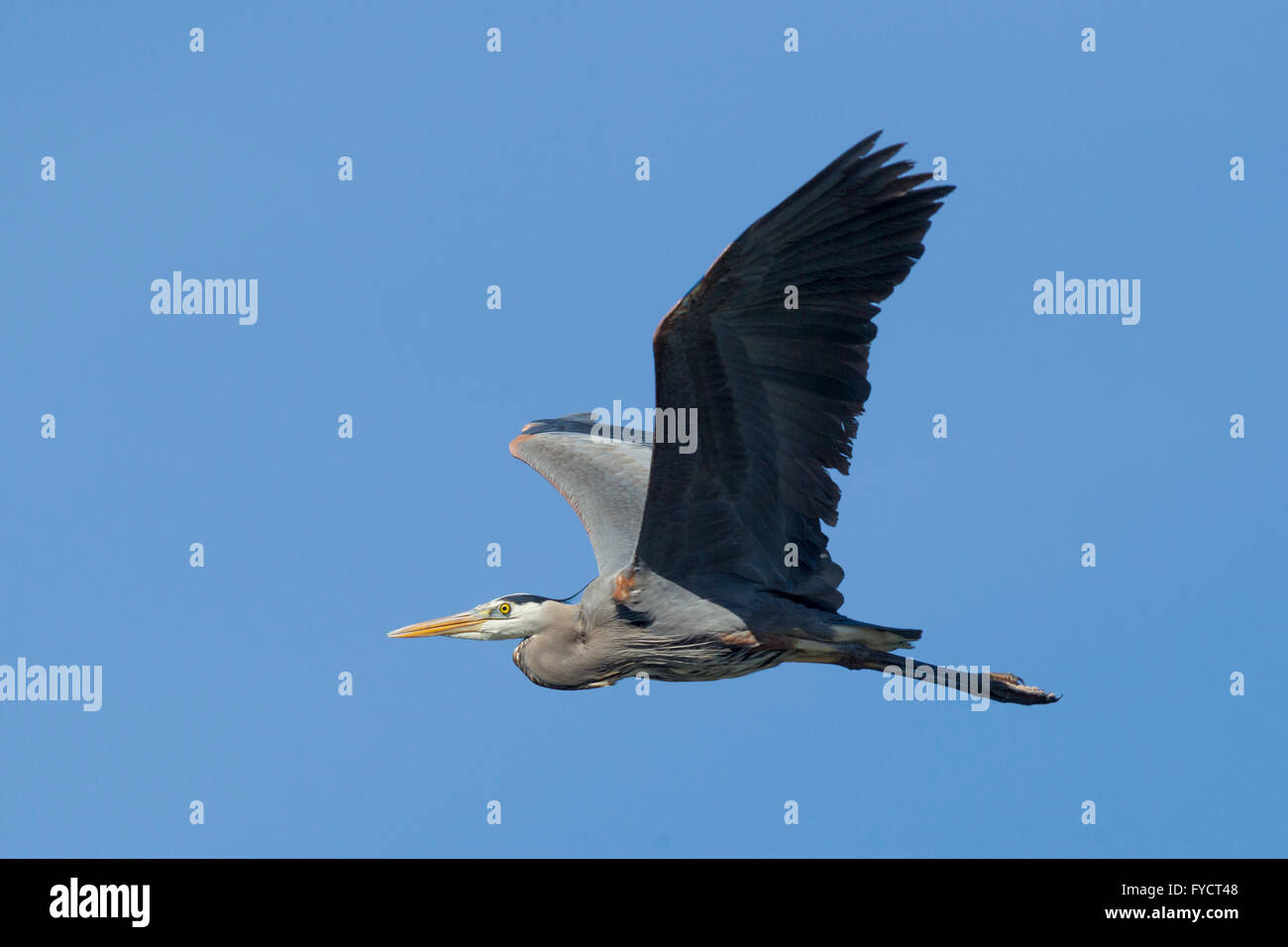 Heron with wings spread in sky. Stock Photo