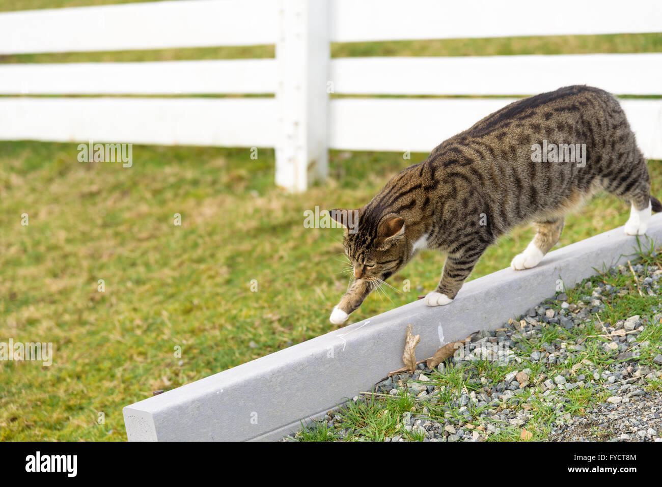 Farm cat walking the fence line to greet visitors Stock Photo - Alamy