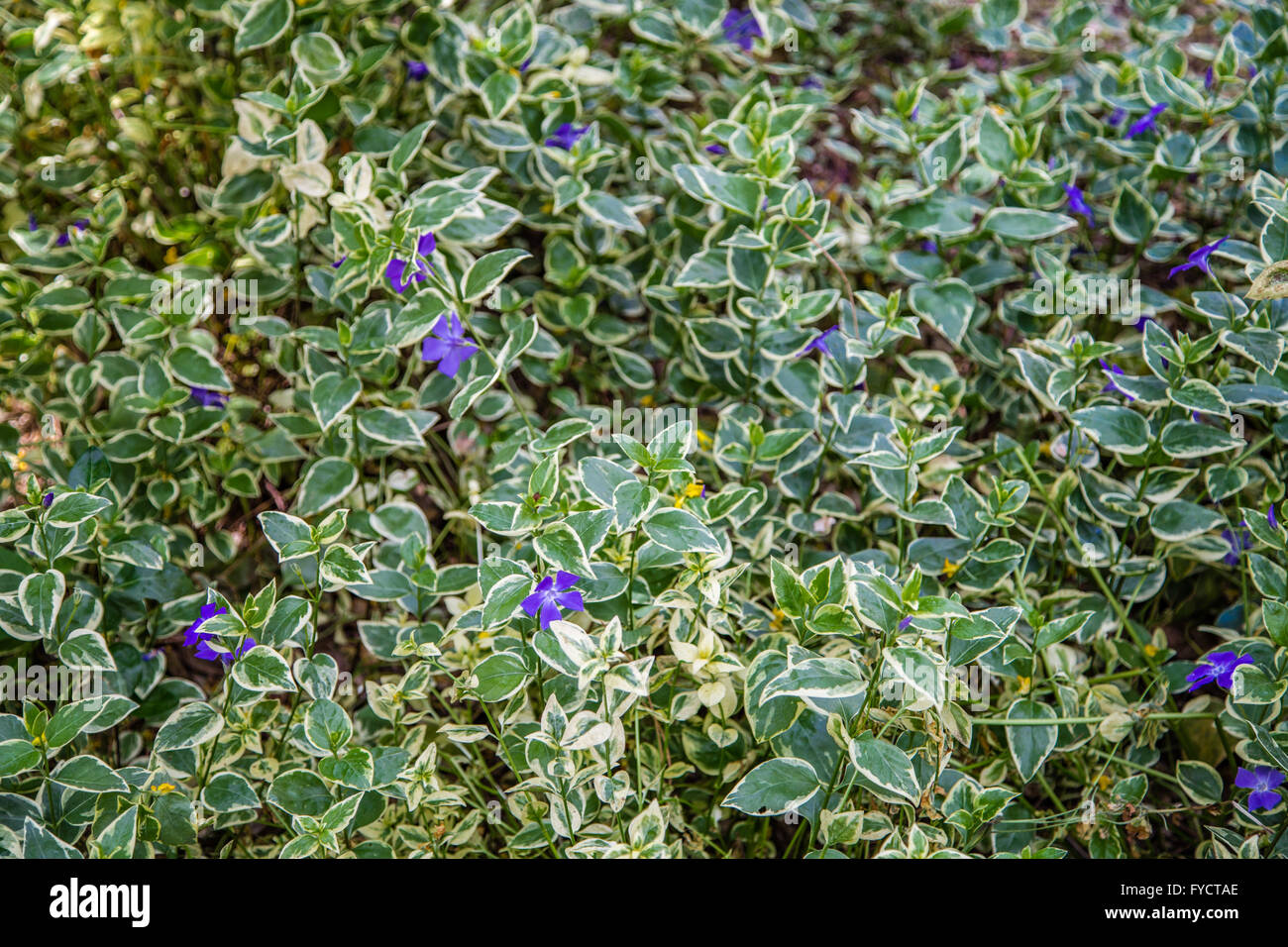 Plant with purple flowers on sale and green leaves