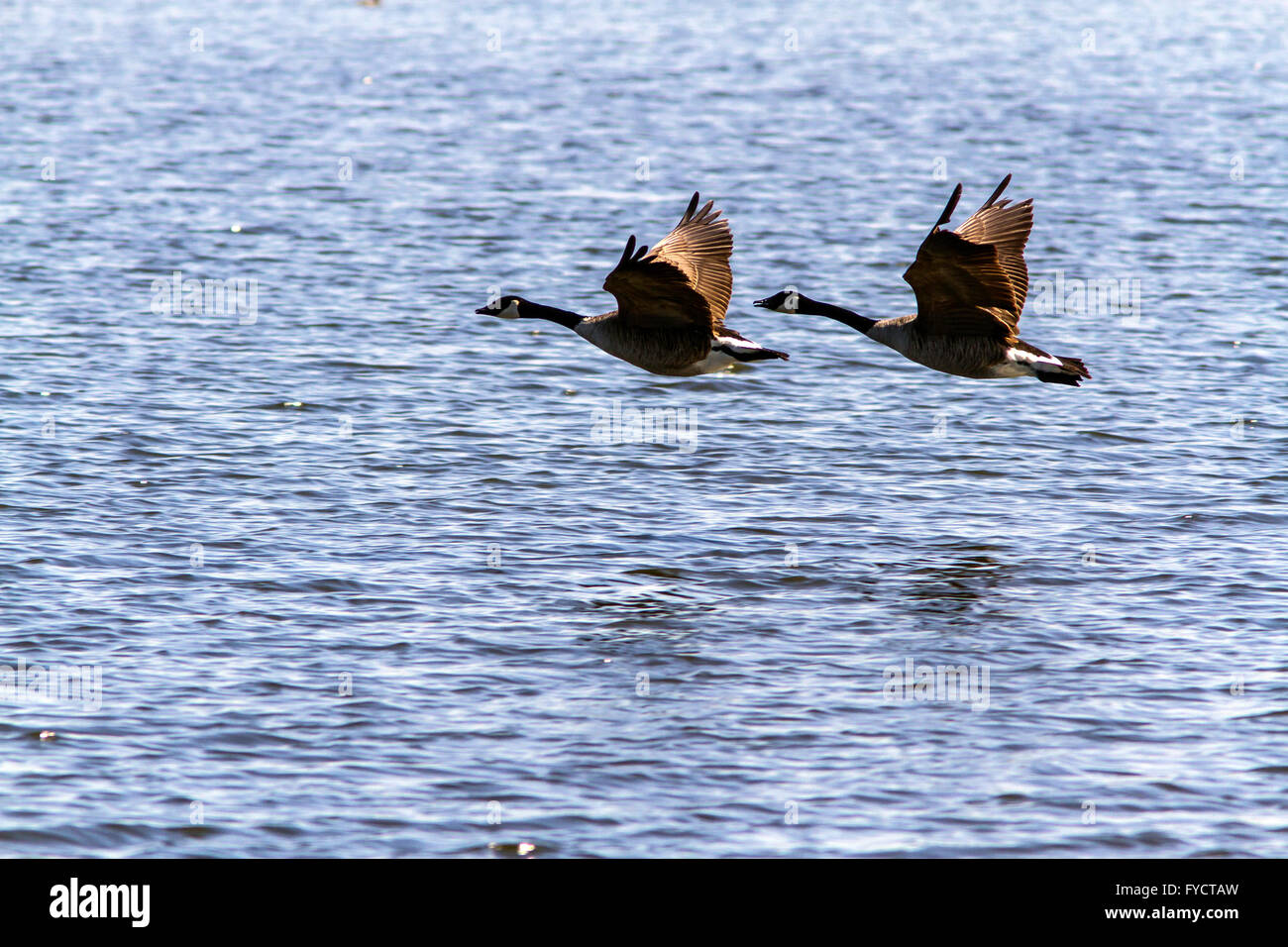 Pair canada geese flying hi-res stock photography and images - Alamy