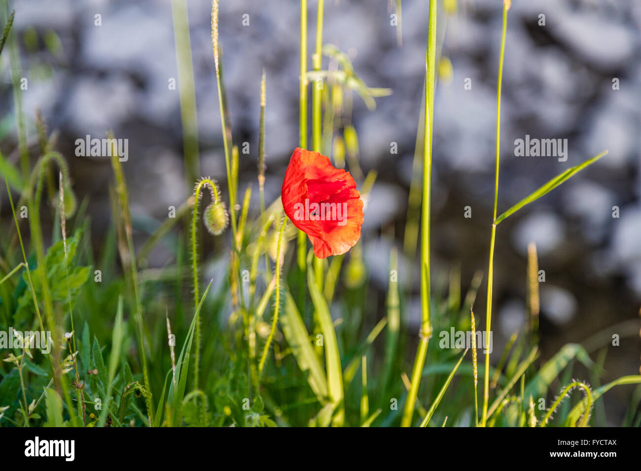 Surrounded by weeds hi-res stock photography and images - Alamy