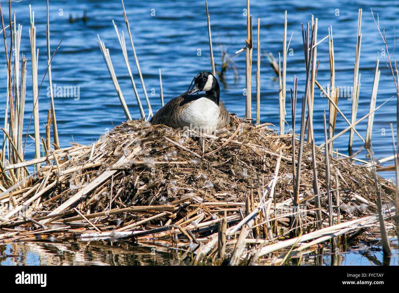 A Canada Goose sitting on a nest Stock Photo - Alamy