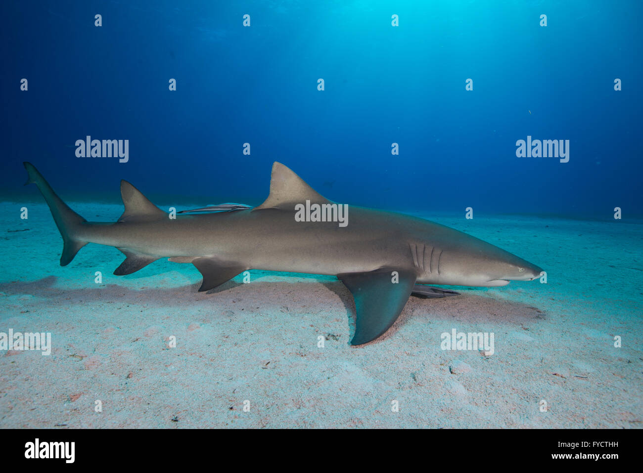 Lemon shark, Negaprion brevirostris, swimming over sand, Bahamas Stock Photo