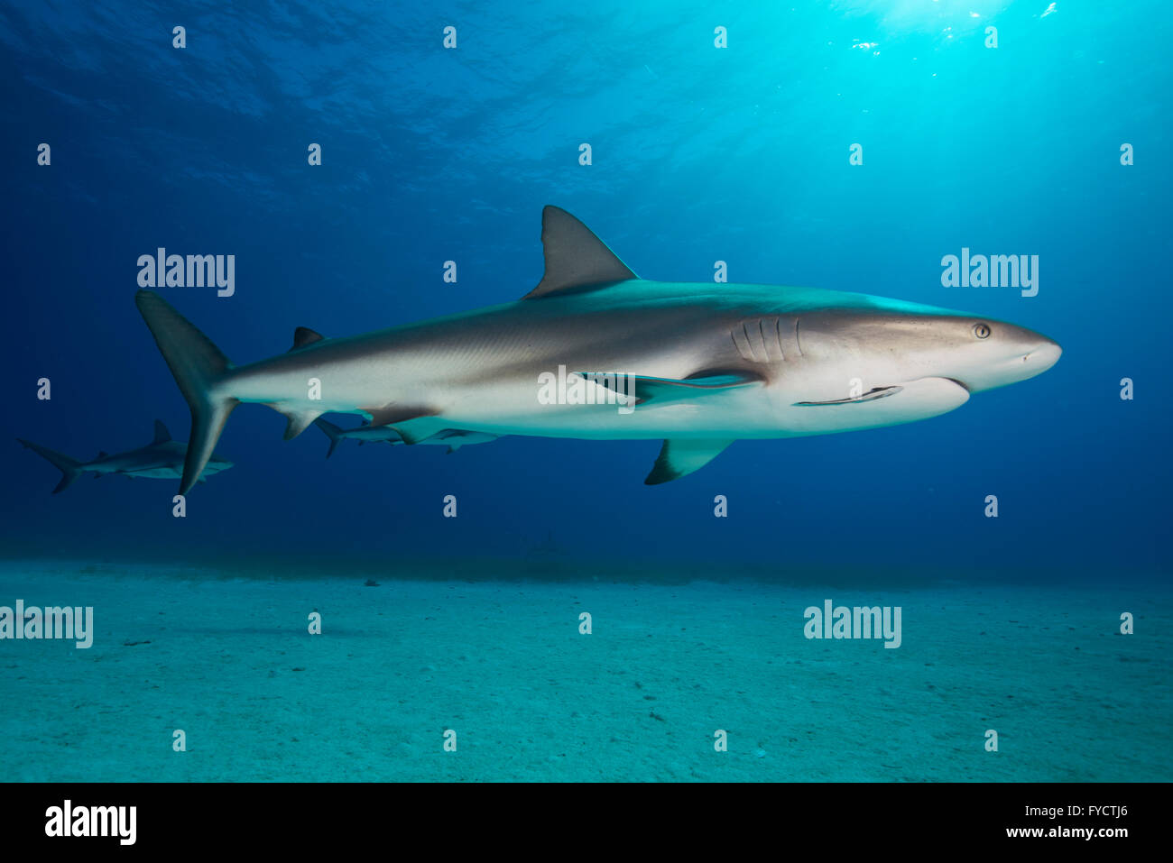 Caribbean reef shark, Carcharhinus perezi, swimming over sand, Bahamas Stock Photo