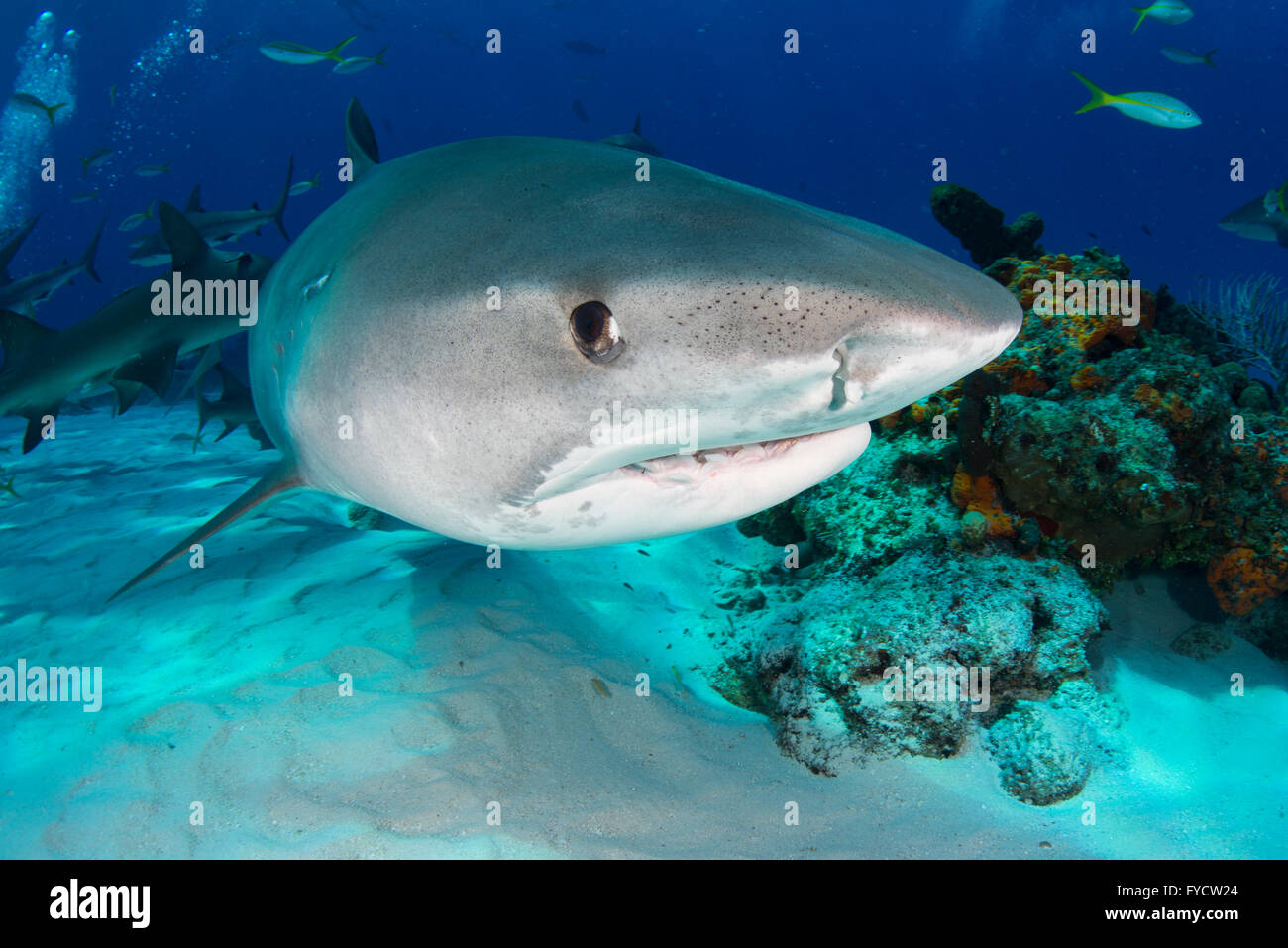 Tiger shark, Galeocerdo cuvier, swimming above coral reef, Bahamas