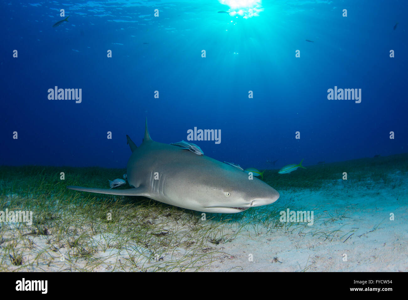 Lemon shark, Negaprion brevirostris, on seagrass, Bahamas Stock Photo