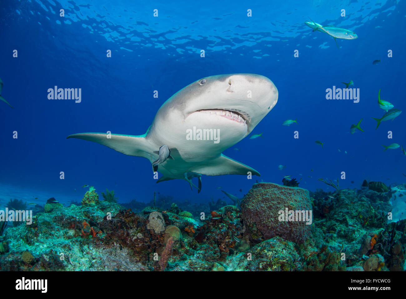 Lemon shark, Negaprion brevirostris, swimming over coral reef, Bahamas