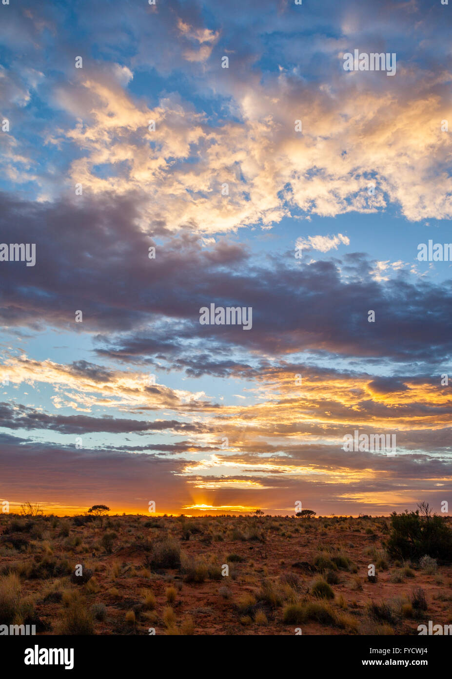 pre-sunrise glow over the Simpson Desert at Purni Bore, Witjira National Park, South Australia Stock Photo