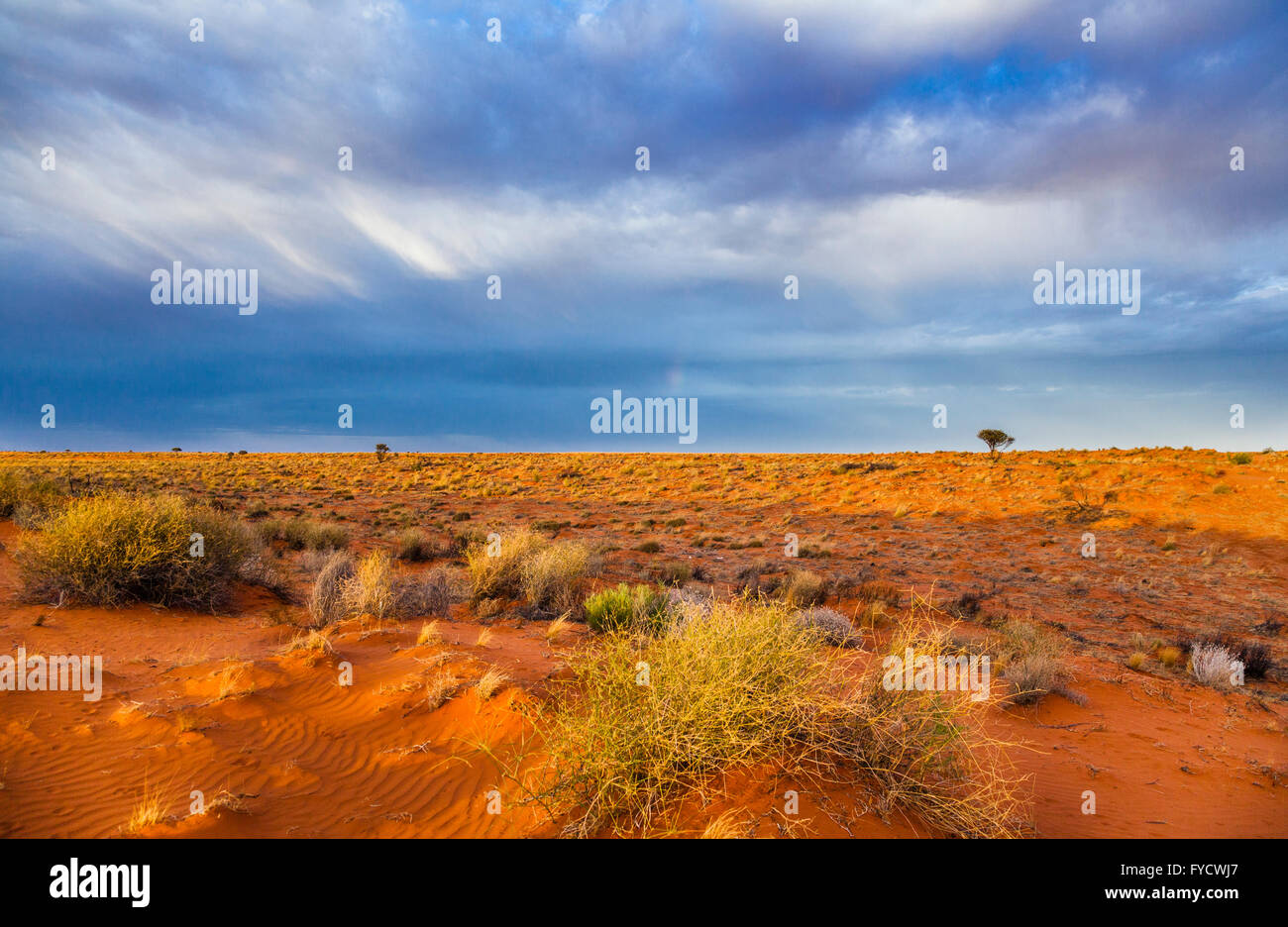 red dunes of the Simpson Desert at  Witjira National Park, South Australia Stock Photo