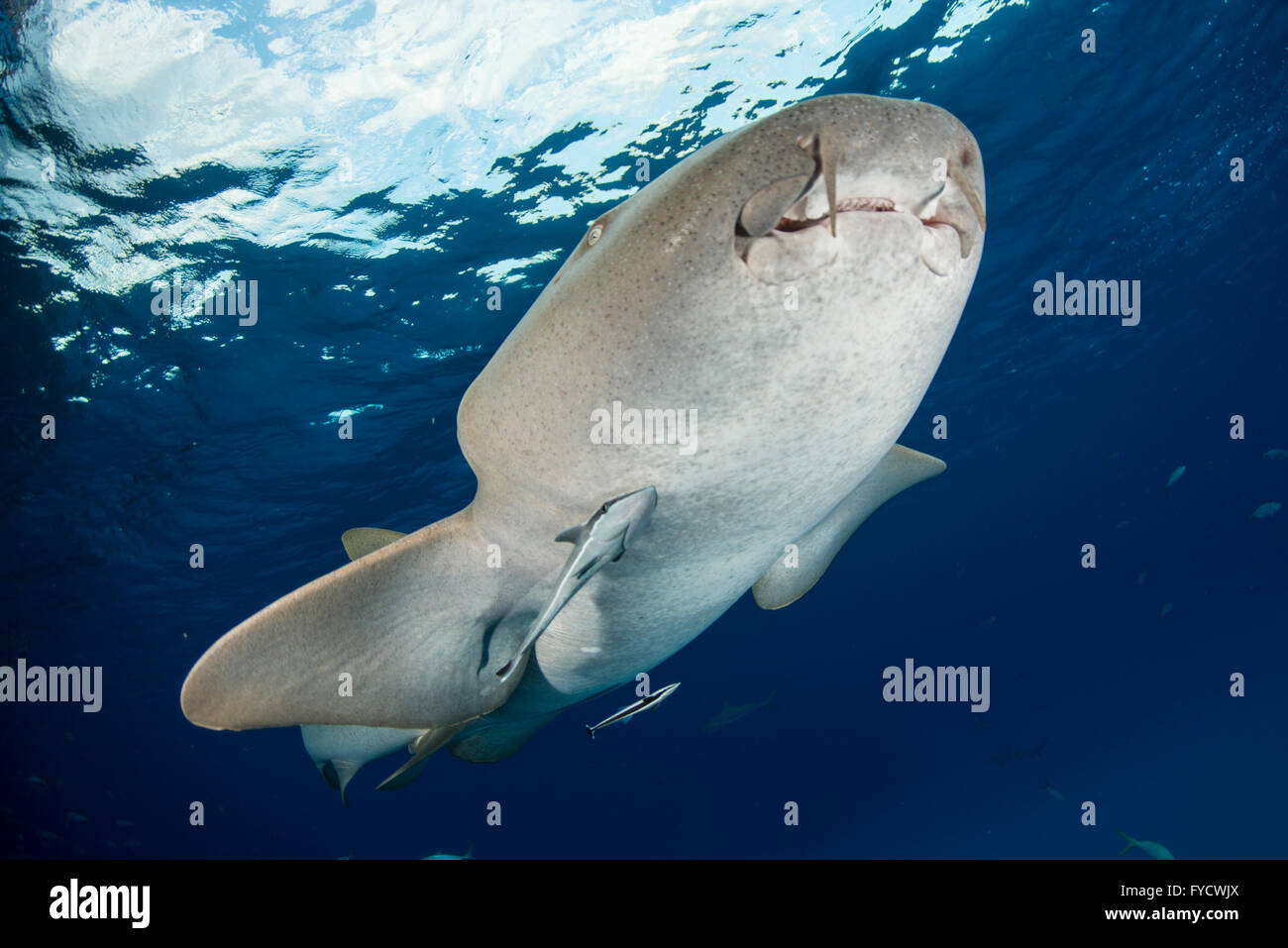 Nurse shark, Ginglymostoma cirratum, underside, Bahamas Stock Photo
