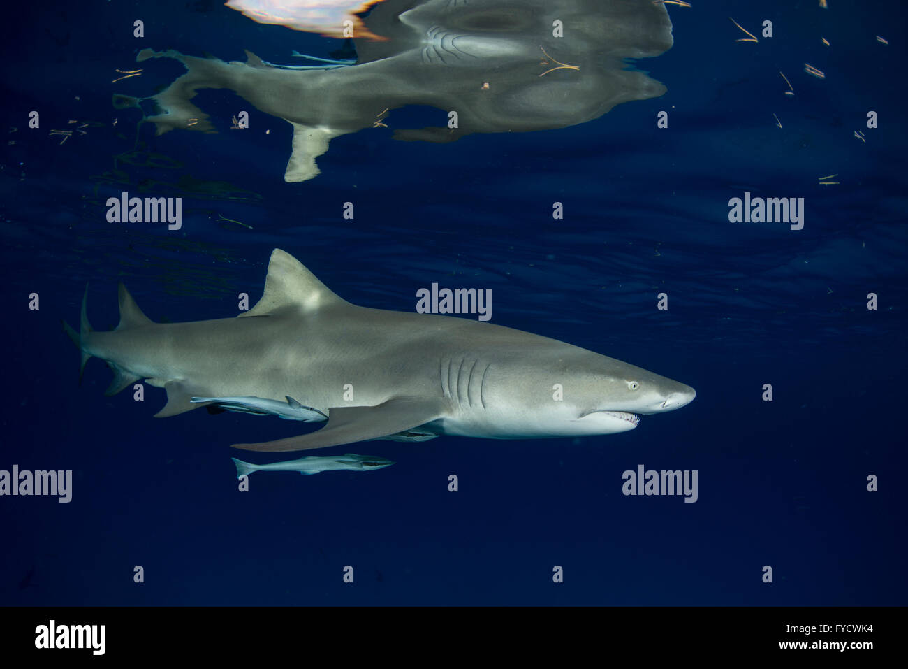 A few remoras stuck onto lemon shark, Negaprion brevirostris, Bahamas Stock Photo