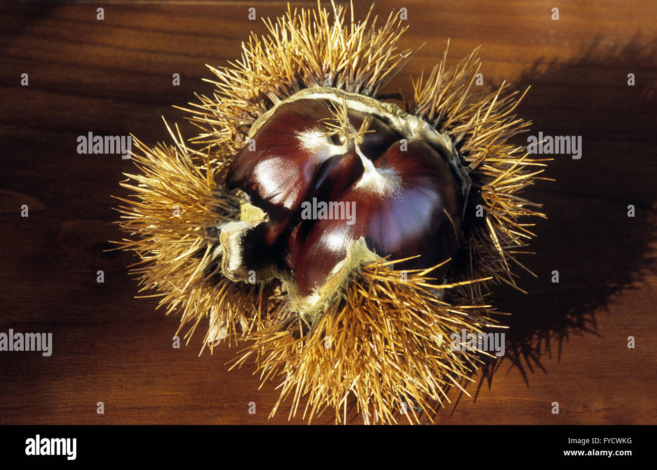 Chestnut Stock Photo Alamy