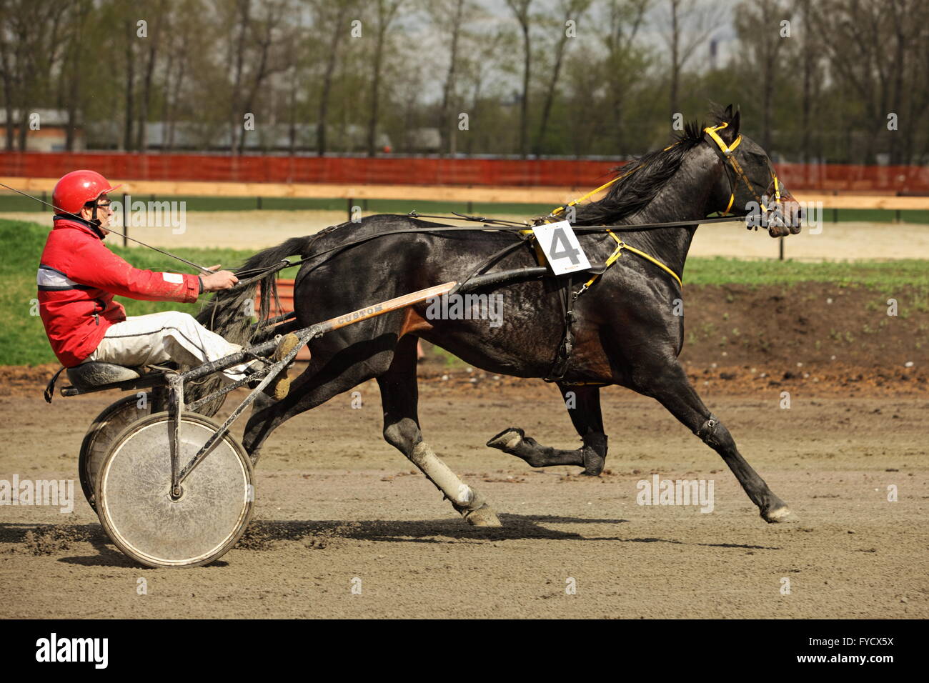 Standardbred is an American horse breed trotter making a lap in the horse race Stock Photo